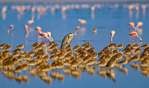 Little Rann of Kutch